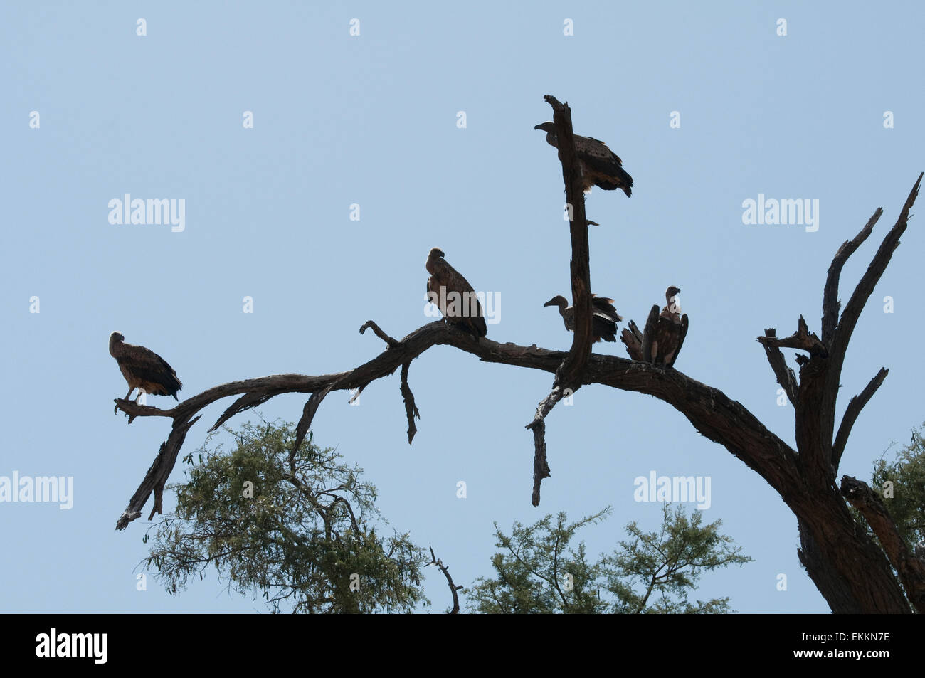 Weißrückenspecht Geier thront in Baum-silhouette Stockfoto