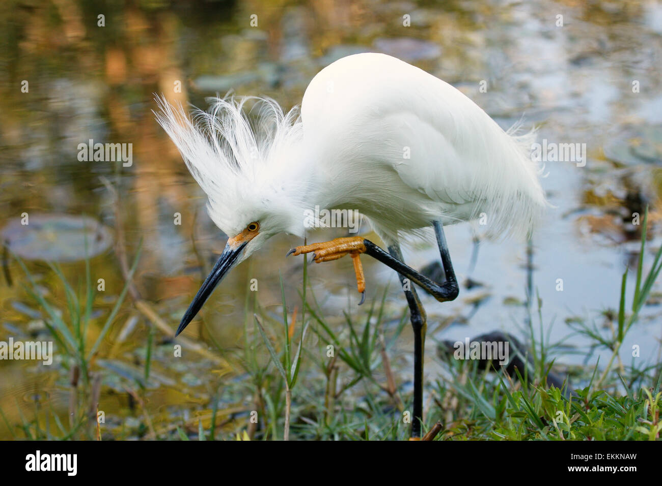 Snowy Silberreiher (Egretta unaufger) mit Zucht Gefieder Stockfoto