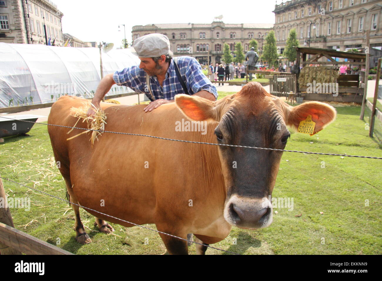 Eine Kuh bekommt eine Rub-Down während der Pop-up-French Farm-Veranstaltung in Huddersfield Stadtzentrum anlässlich der Tour de France 2014, UK Stockfoto