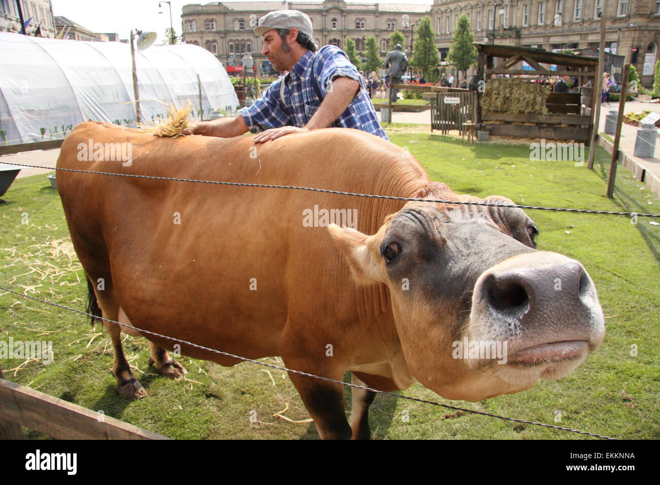 Eine Kuh bekommt eine Rub-Down während der Pop-up-French Farm-Veranstaltung in Huddersfield Stadtzentrum anlässlich der Tour de France 2014, UK Stockfoto