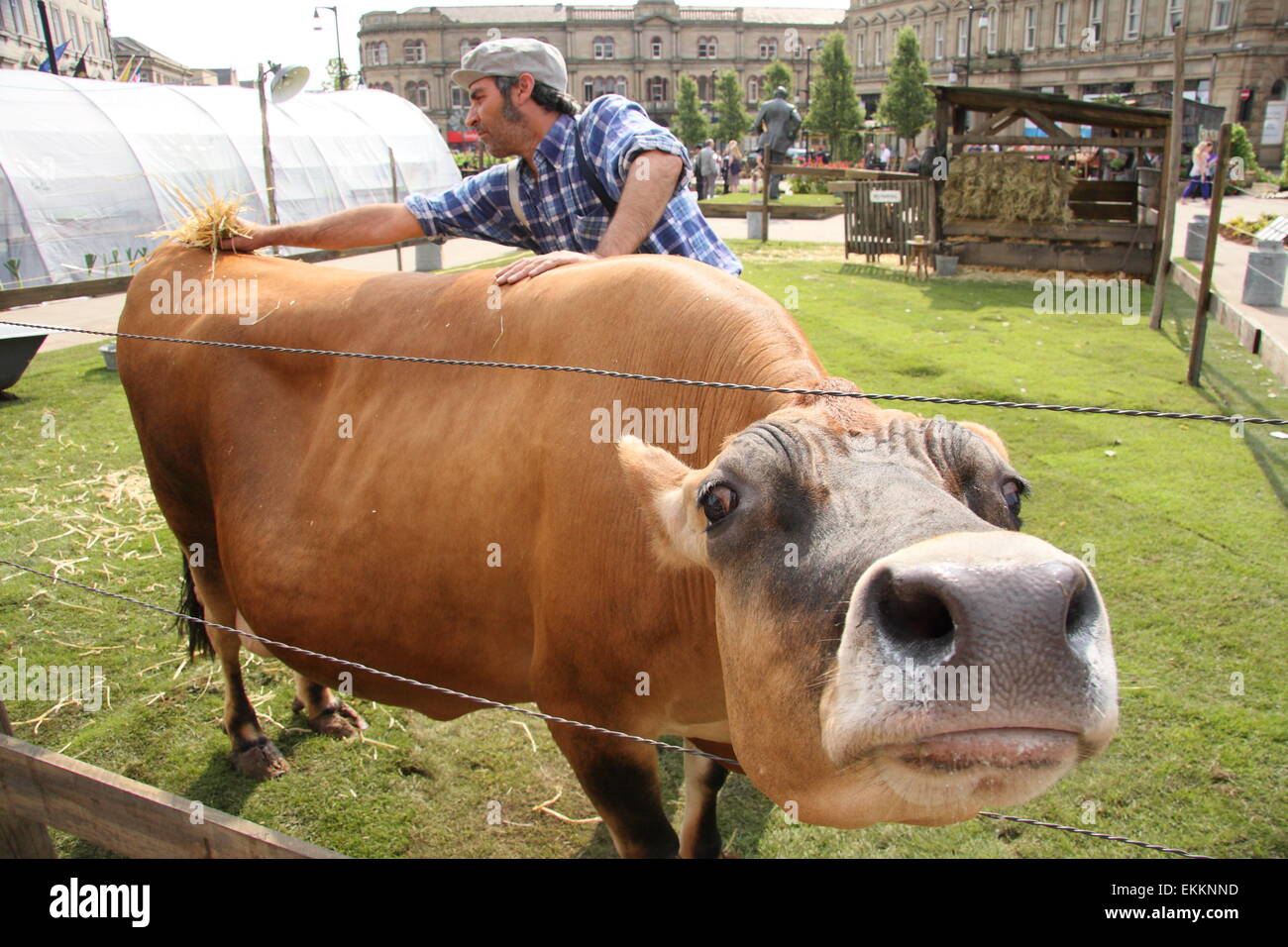 Eine Kuh bekommt eine Rub-Down während der Pop-up-French Farm-Veranstaltung in Huddersfield Stadtzentrum anlässlich der Tour de France 2014, UK Stockfoto