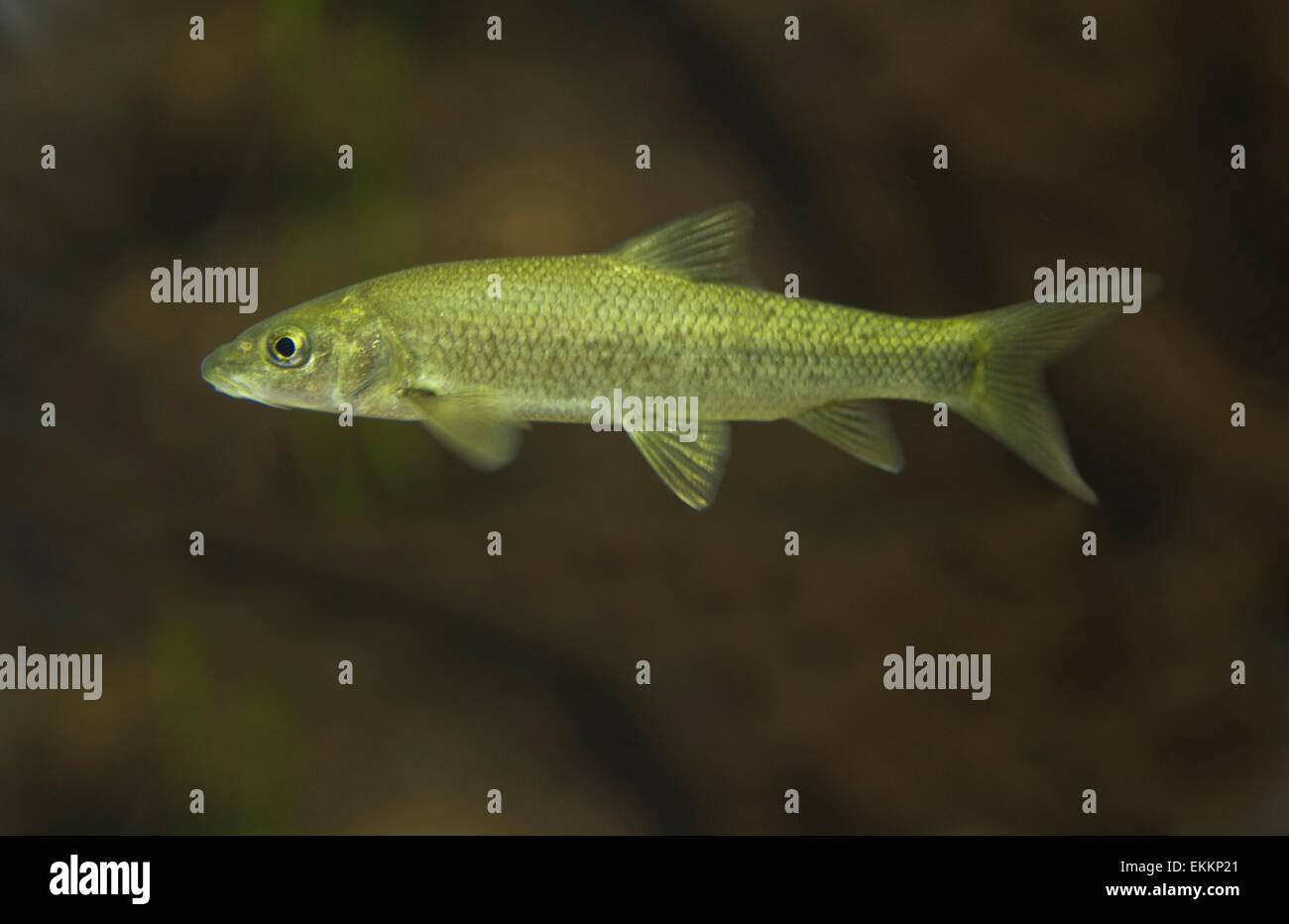 Die Iberische Barbe (Luciobarbus Comizo) ist ein Strahlenflosser Arten in der Familie der Karpfenfische. Es befindet sich hier im Luciobarbus Stockfoto