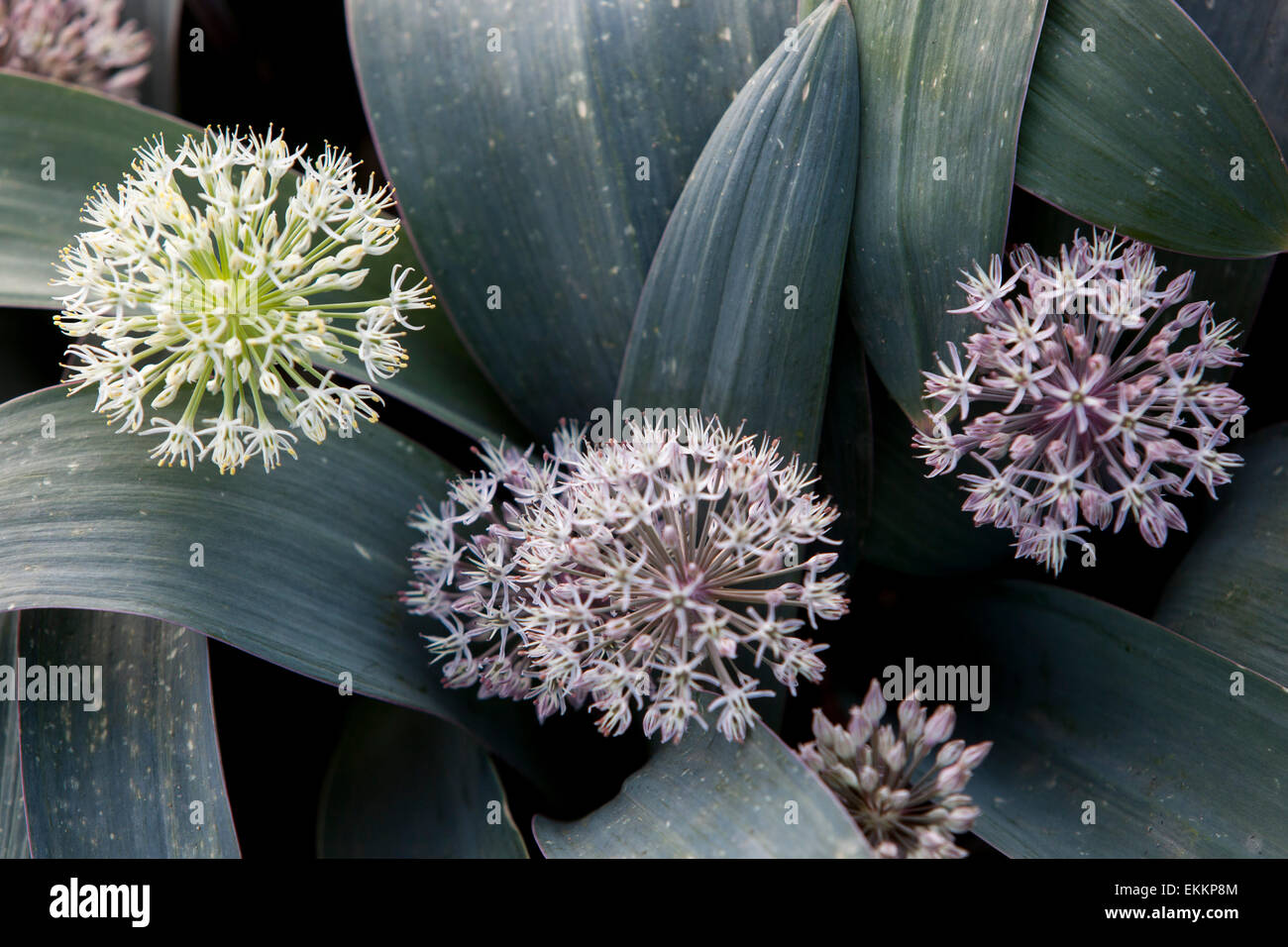 Allium Karataviense Blume Stockfoto