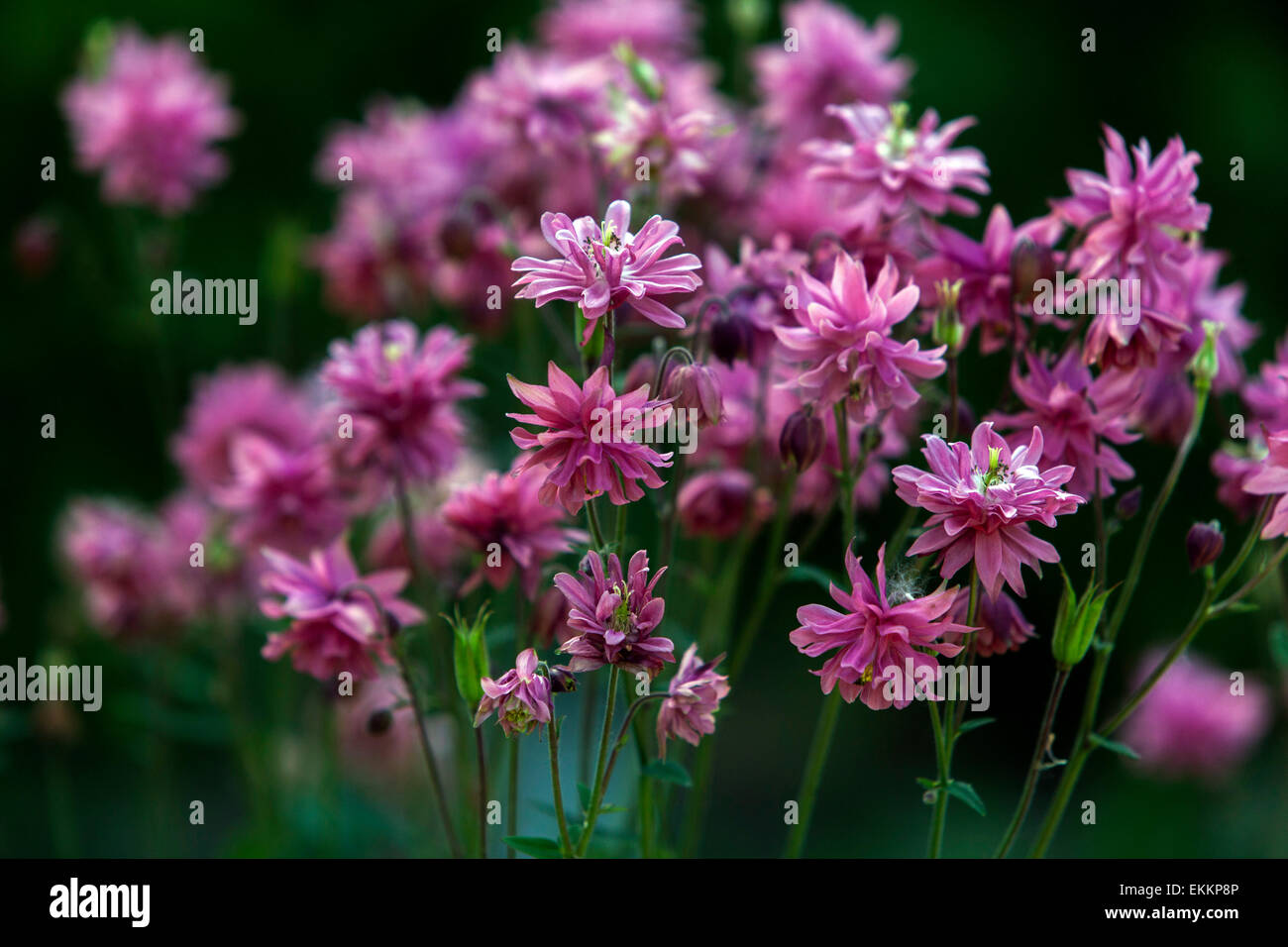 Aquilegia vulgaris 'Pink Barlow' Blume - rosa Columbine Büschel Stockfoto