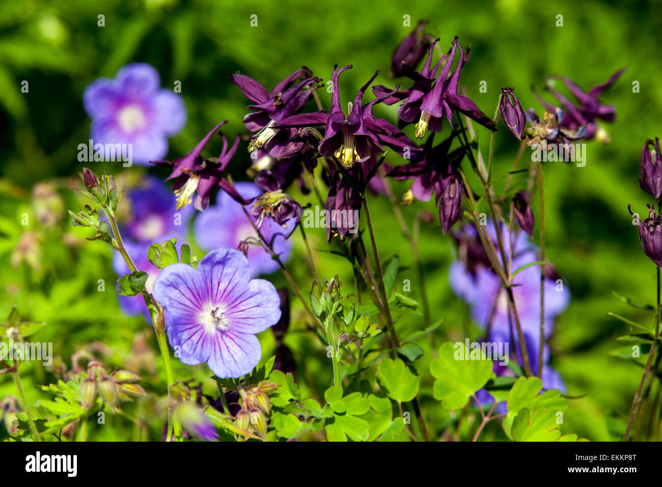 Aquilegia Vulgaris, Geranie Blume Stockfoto