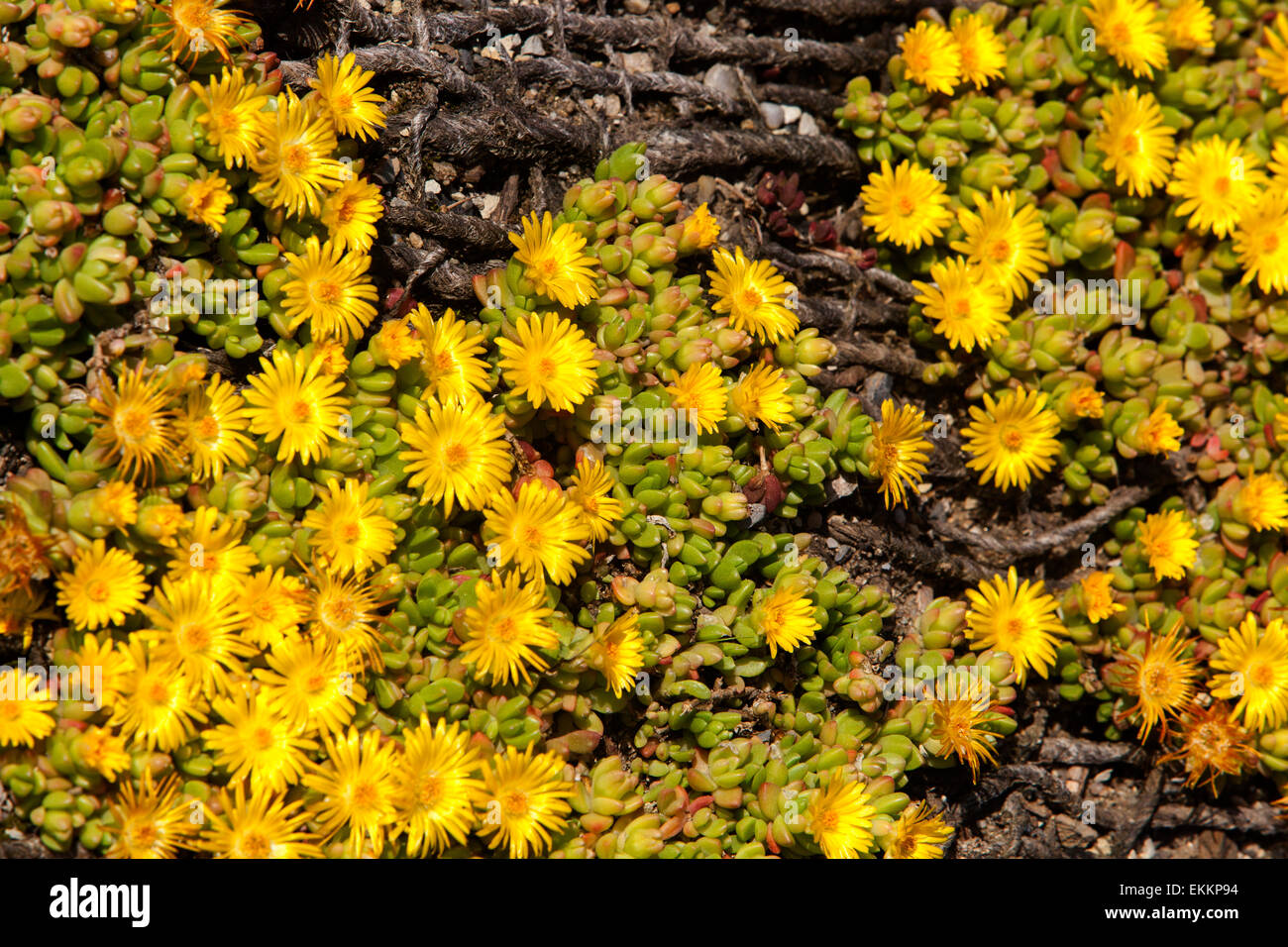 Delosperma Congestum, Ice-Werk "Goldstück" Stockfoto