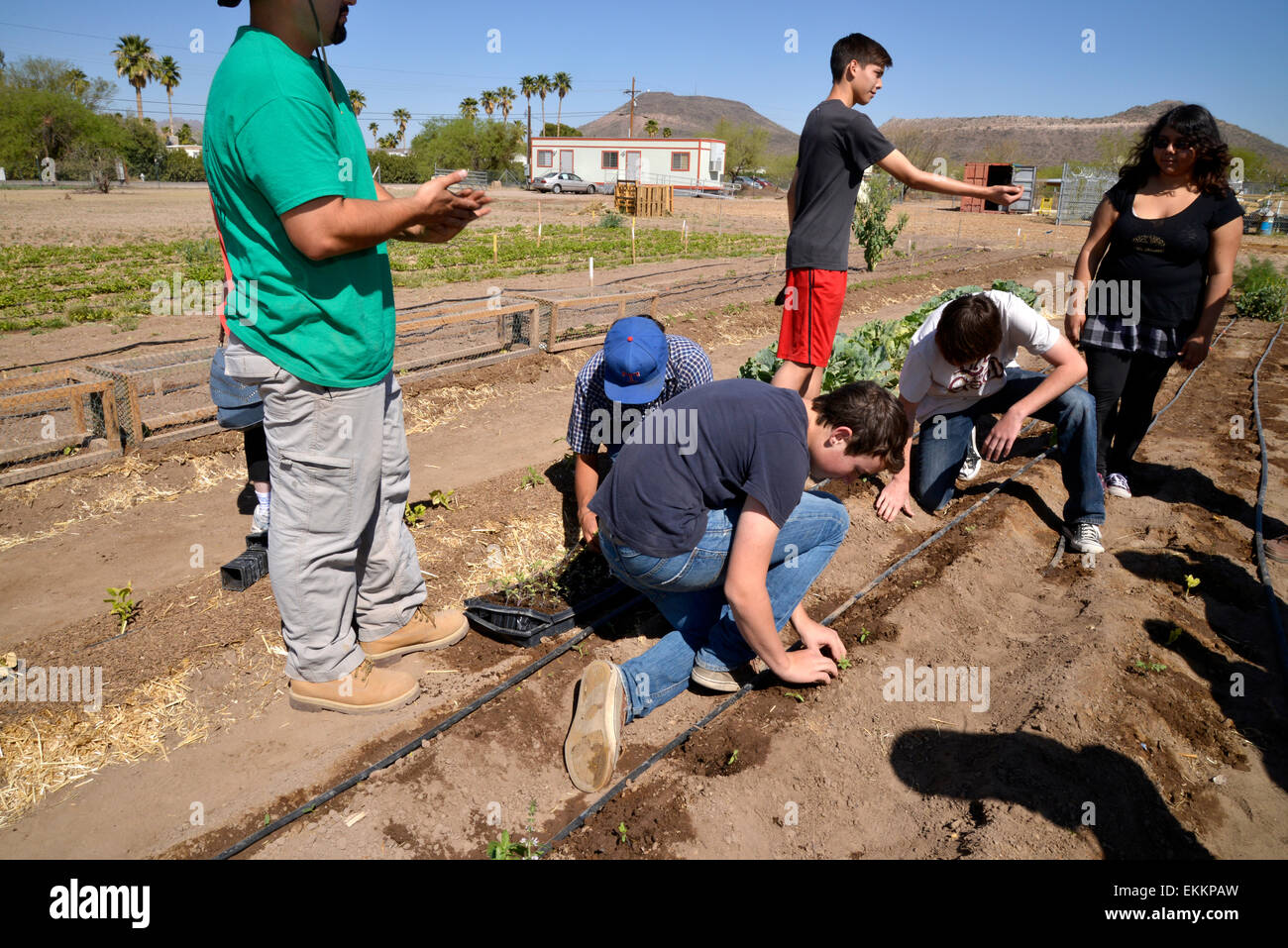 Schüler und Erwachsene Freiwillige arbeiten Erzeugung von Nahrungsmitteln für bedürftige Familien auf ein Chávez Day Service, Tucson, Arizona, USA. Stockfoto