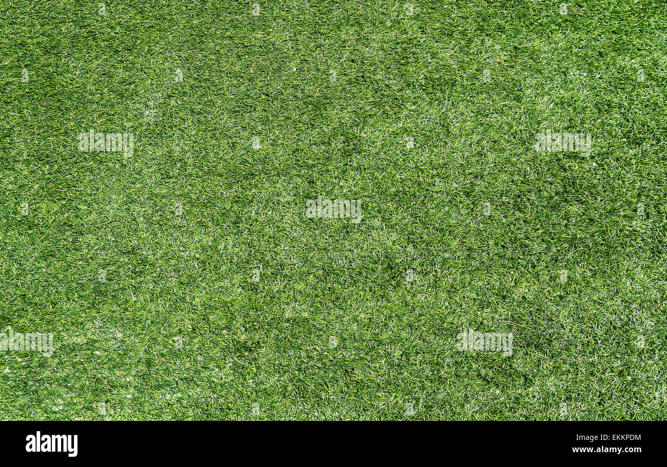 Hintergrund grüne Rasen, die von der Sonne beleuchtet Stockfoto