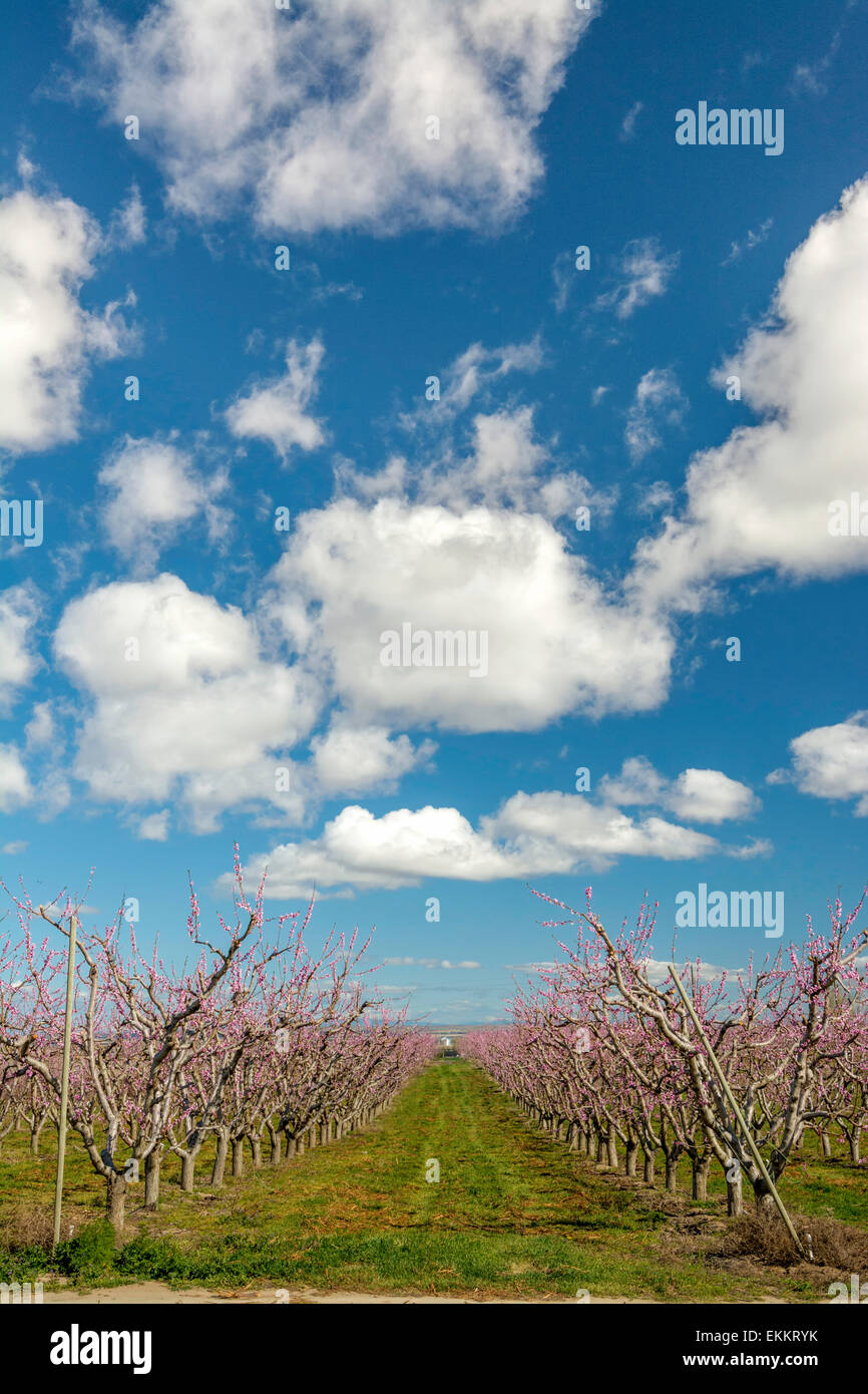 Lange Reihe von blühenden Bäumen in einem Pfirsich-Obstgarten-Idaho Stockfoto