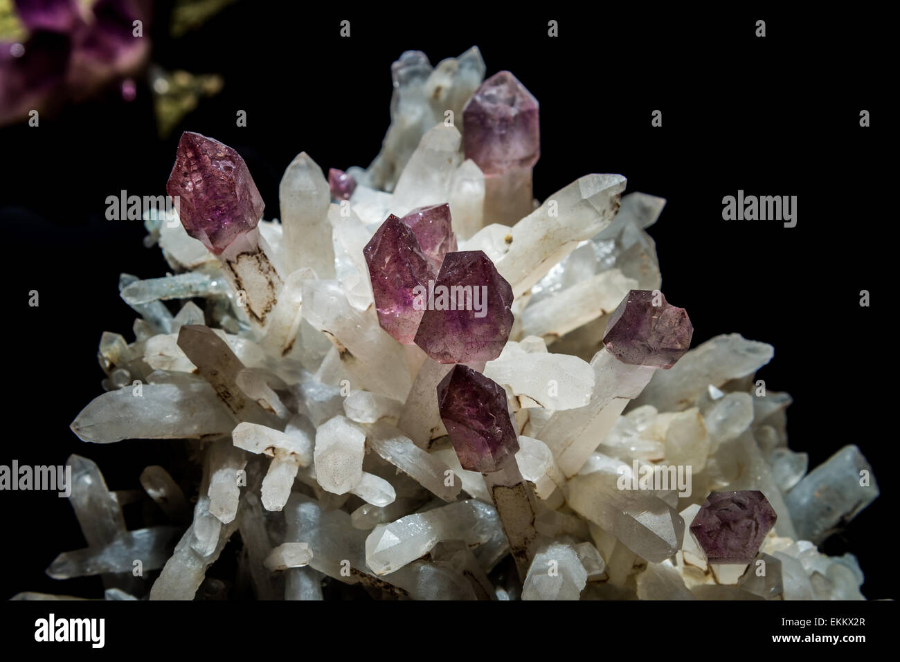 Amethyst, in lila Farbe, übermäßig wachsen weiße farbige Kristalle. Stockfoto