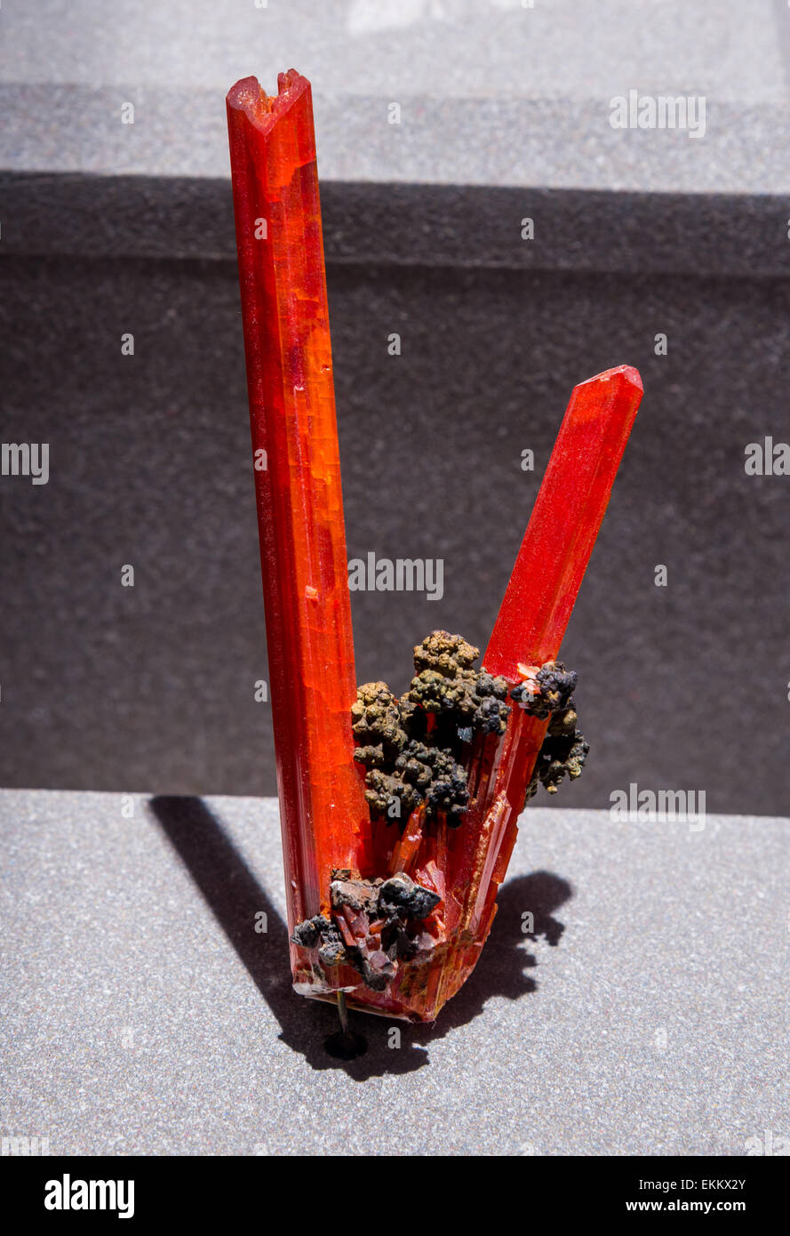 Rote Kristalle des Minerals Krokoit, Blei Chromit PbCrO4. Stockfoto