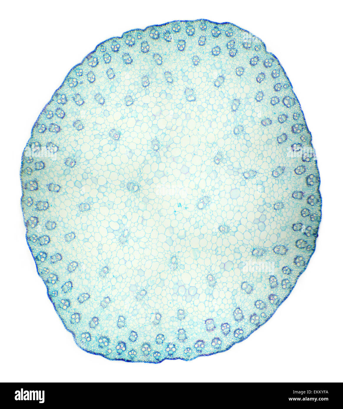 Stiel eines Getreide-Querschnitts unter dem Mikroskop (Mais Stem c.s.), 40 x Stockfoto