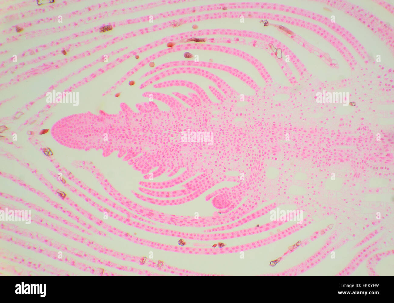 Längsschnitt der Stamm Wasser Pflanzen unter dem Mikroskop (Hydrilla Stem Tipp L.S), 40 x Stockfoto