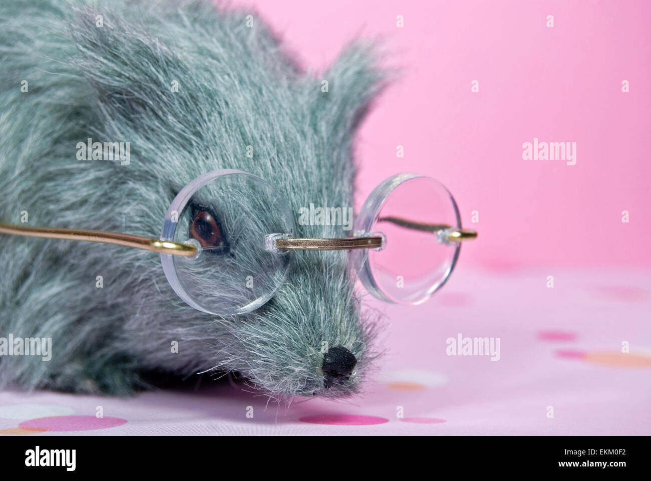 Nahaufnahme einer graue Ratte Brille tragen. Stockfoto