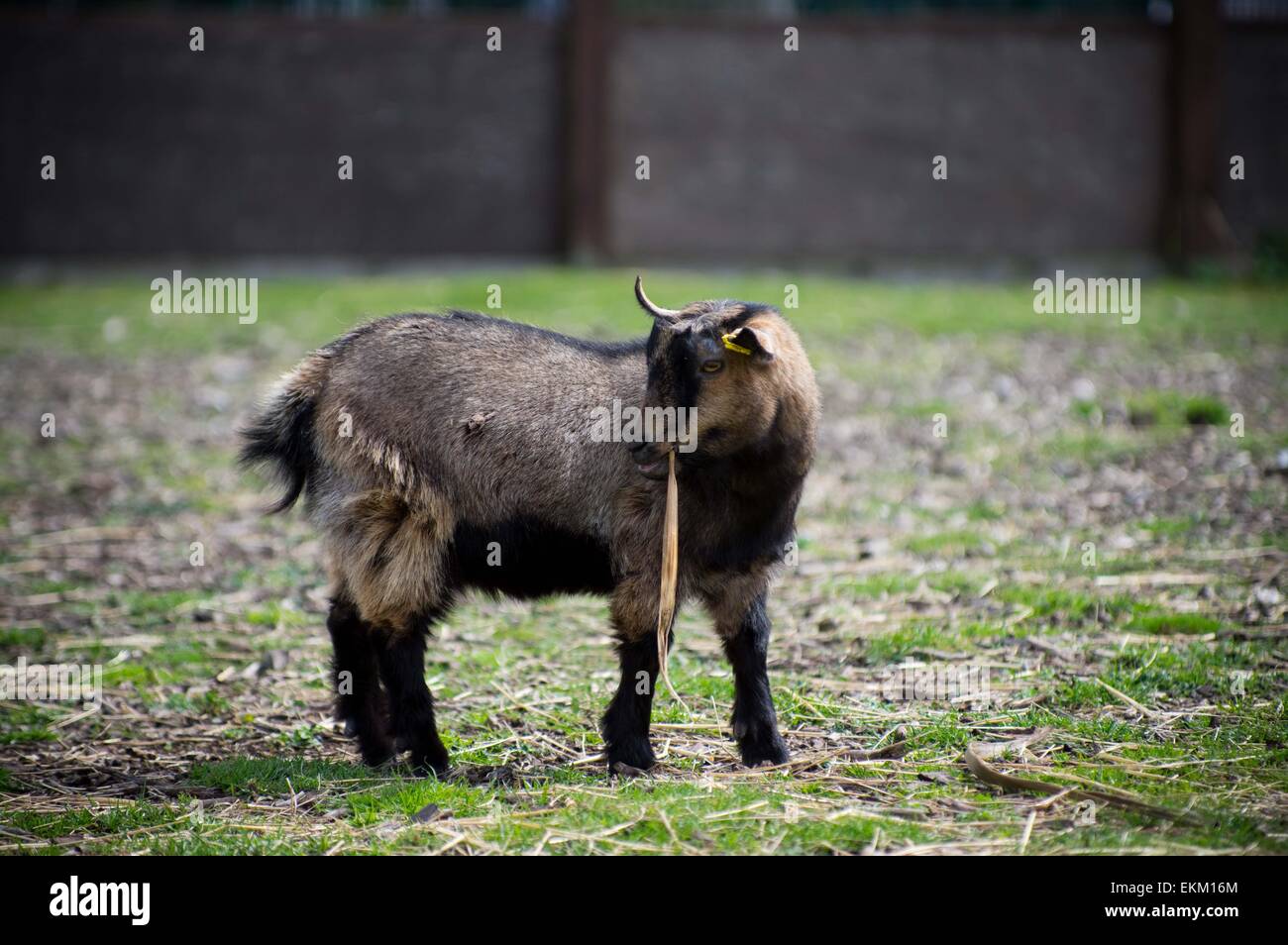 London, Vereinigtes Königreich. 11. April 2015. Die Renn-Ziege "Cambridge" vor dem Rennen gesehen. Jährliche Ziege Rennevent in Spitalfields Bauernhof in London veranstaltet. Bildnachweis: Geovien So/Pacific Press/Alamy Live-Nachrichten Stockfoto