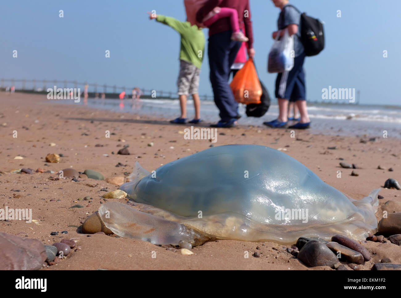 Quallen angespült am Strand Dawlish Warren England UK Stockfoto