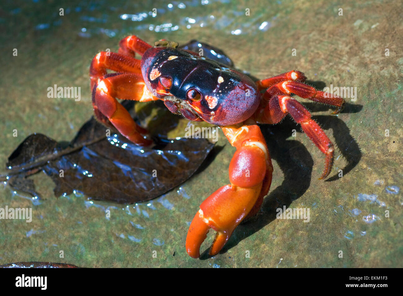Weihnachtsinsel rote Krabbe (Gecarcoidea Natalis) Fütterung auf ein Blatt in einem Süßwasser-stream Stockfoto