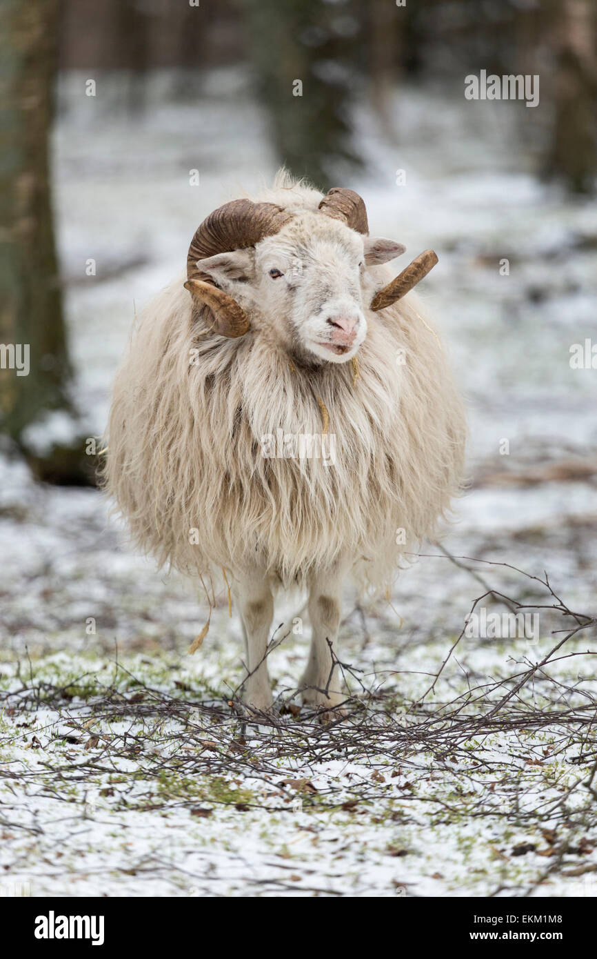 Skudde im Winter, kleinste deutsche Heide Schafe züchten, Deutschland, Europa / Ovis Ammon f.aries Stockfoto