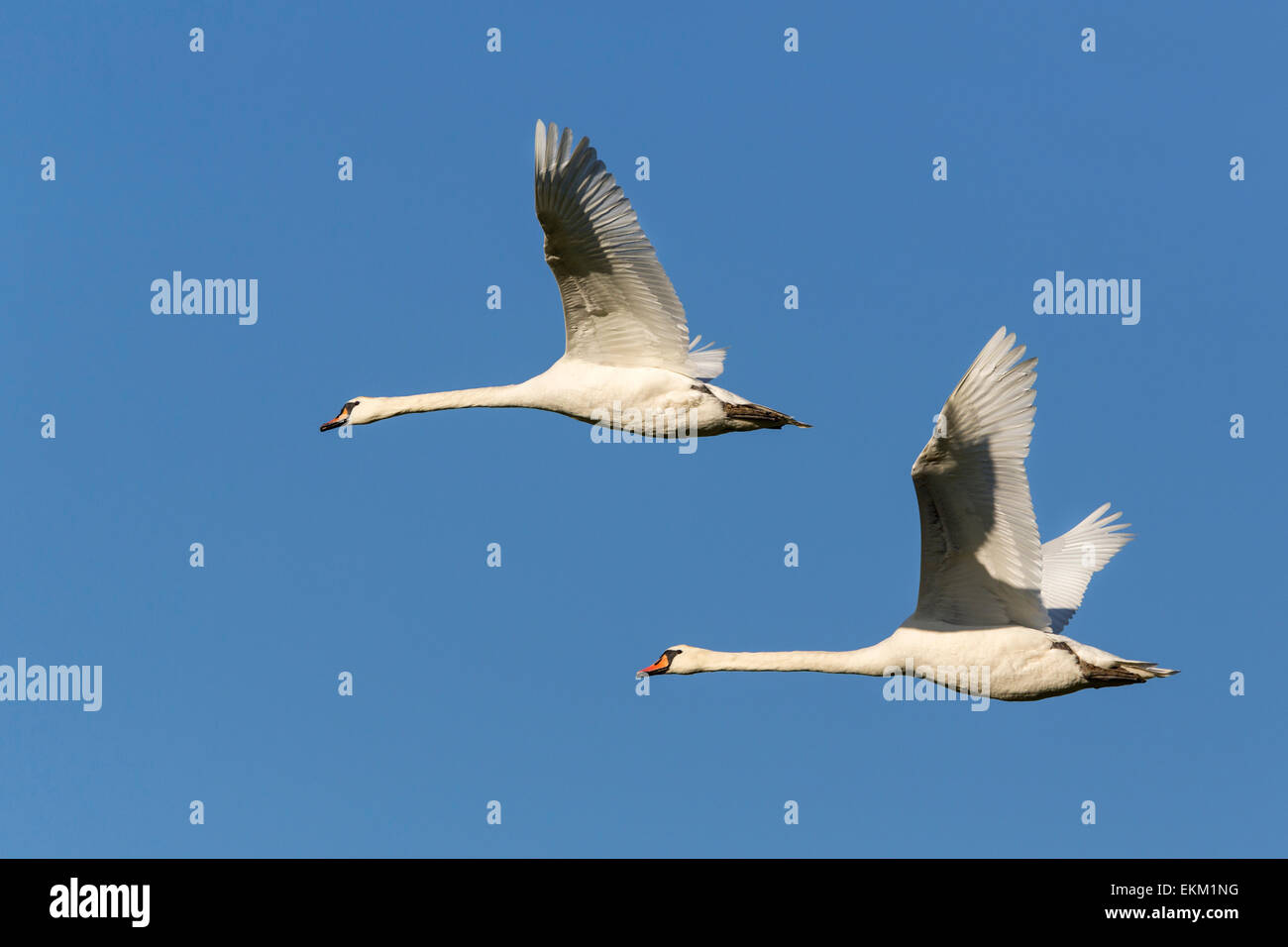 Weisser Schwan / Cygnus Olor Stockfoto