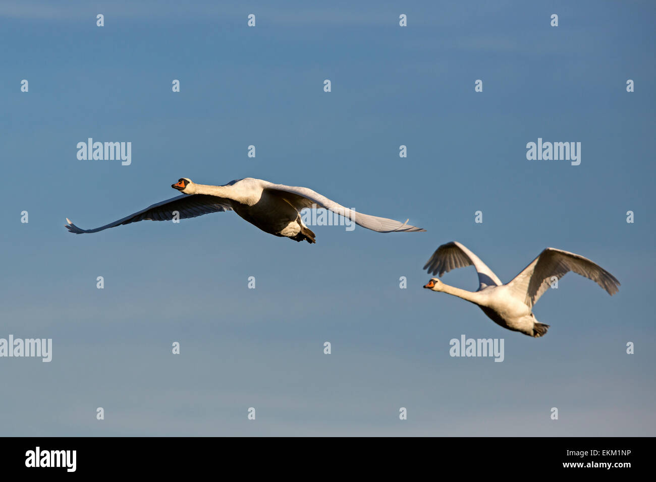 Weisser Schwan / Cygnus Olor Stockfoto