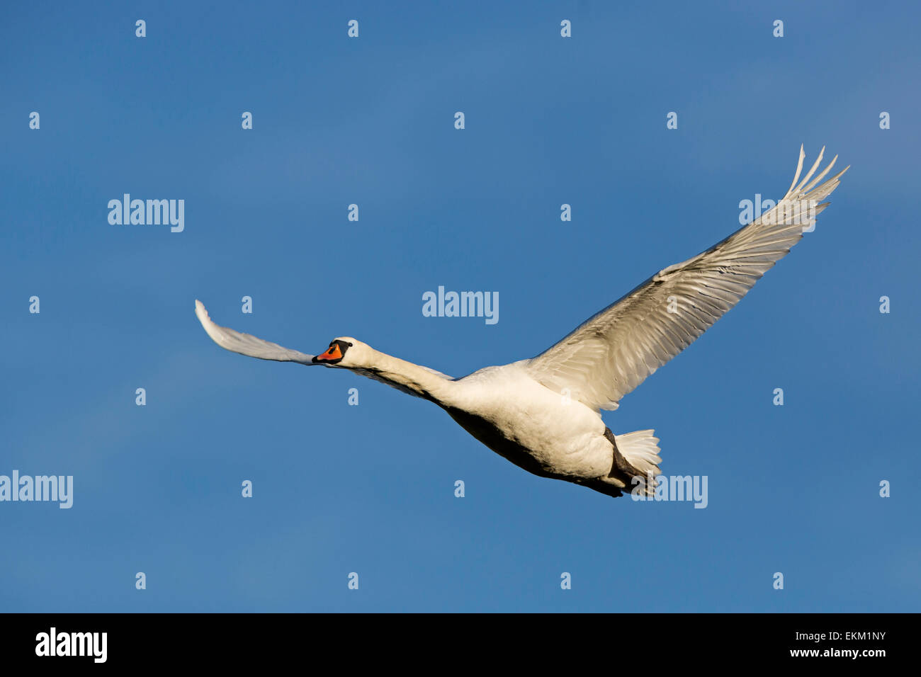 Weisser Schwan / Cygnus Olor Stockfoto