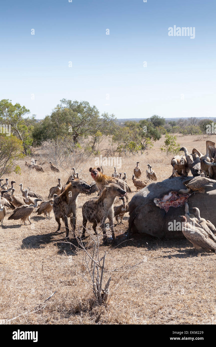 Gefleckte Hyäne und Weißrückenspecht Geier - Plünderer Fütterung auf Kadaver pochierte Rhino, Südafrika Stockfoto