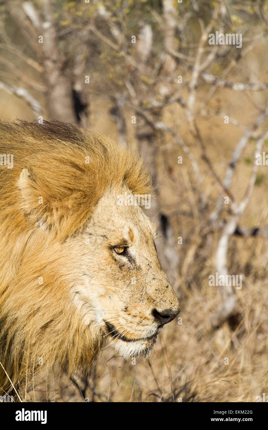Erwachsene männliche Löwe (Panthera Leo), Südafrika Stockfoto