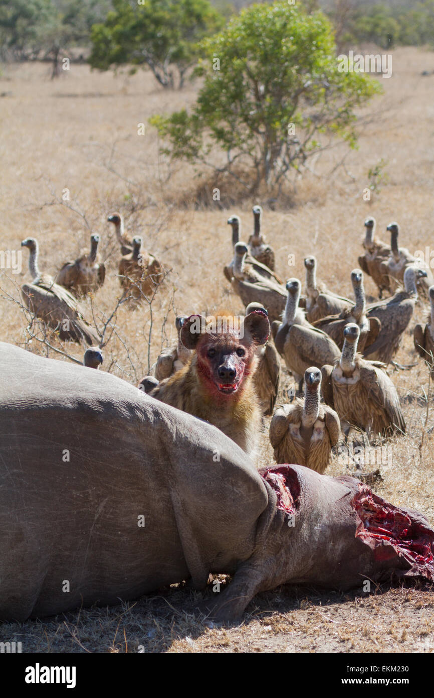 Gefleckte Hyänen und Geier Weißrückenspecht - verstümmelt Radikalfänger Fütterung auf Kadaver pochierte Rhino, Südafrika Stockfoto