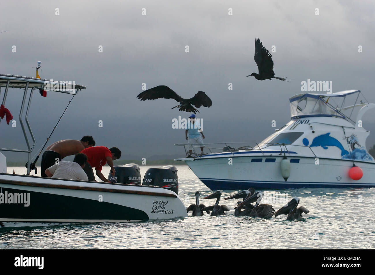 Galapagos-Fregattvögel und Pelikane herum Fischerboot, Galapagos-Inseln, Ecuador, Südamerika Stockfoto