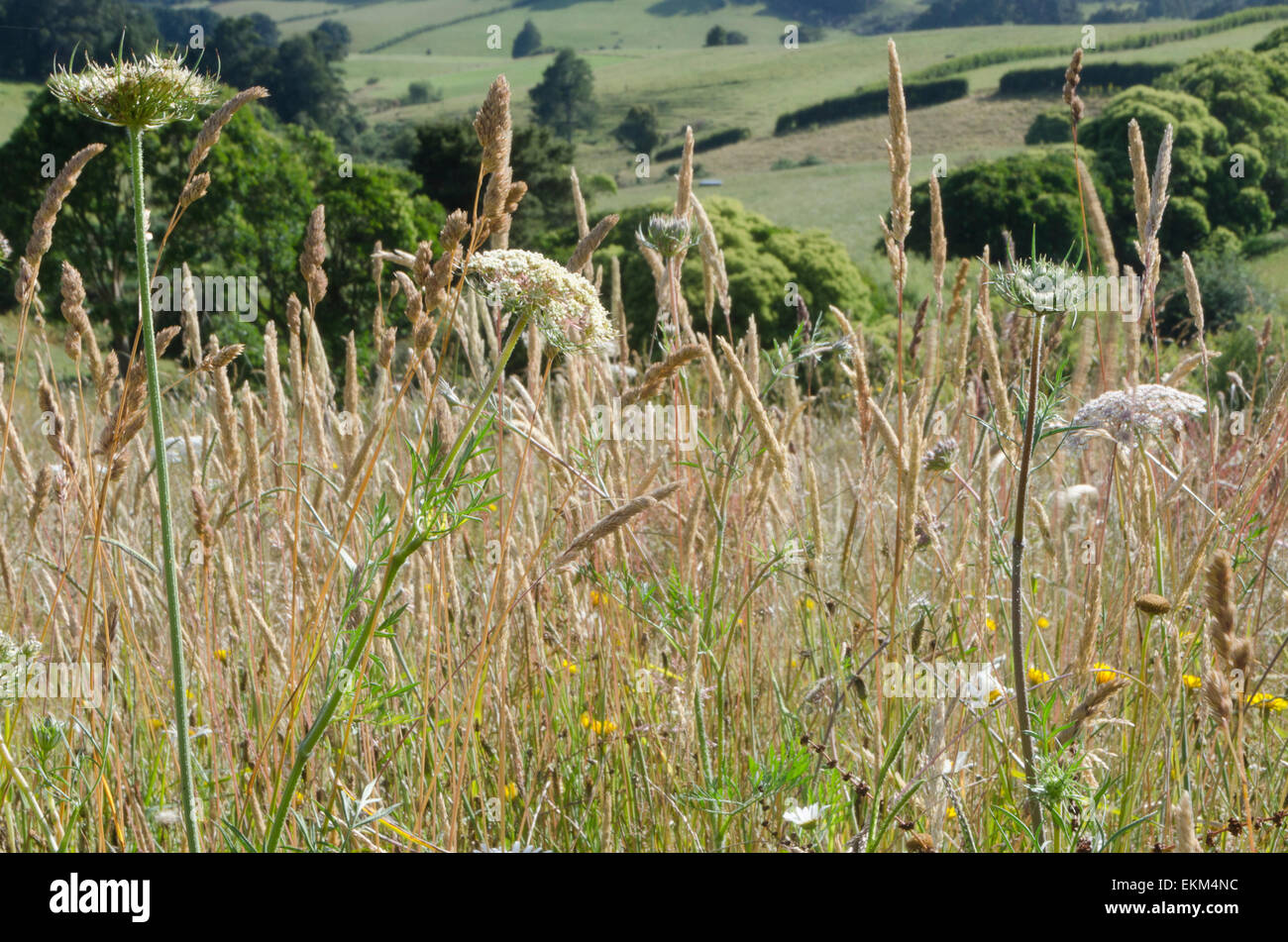 Lange, Rasen, Unkraut und wilde Blumen im Feld, City, Auckland, North Island, Neuseeland Stockfoto