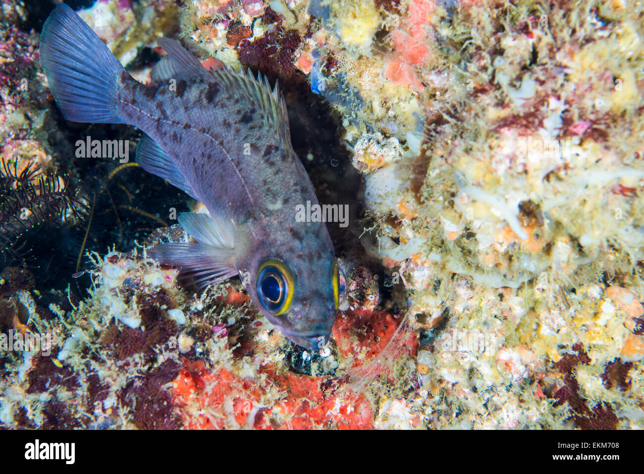 Japanische Drachenköpfe (Sebastes Inerrims). Sie nannten mich Baru in Japanisch. Es heißt THE BIG EYES. in Owase, Mie, Japan, Stockfoto