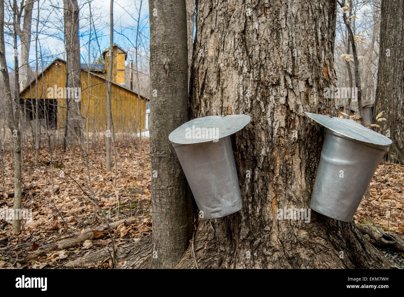 Eimer zur Erhebung der Saft der Ahornbäume, Ahornsirup in Quebec zu produzieren. Stockfoto