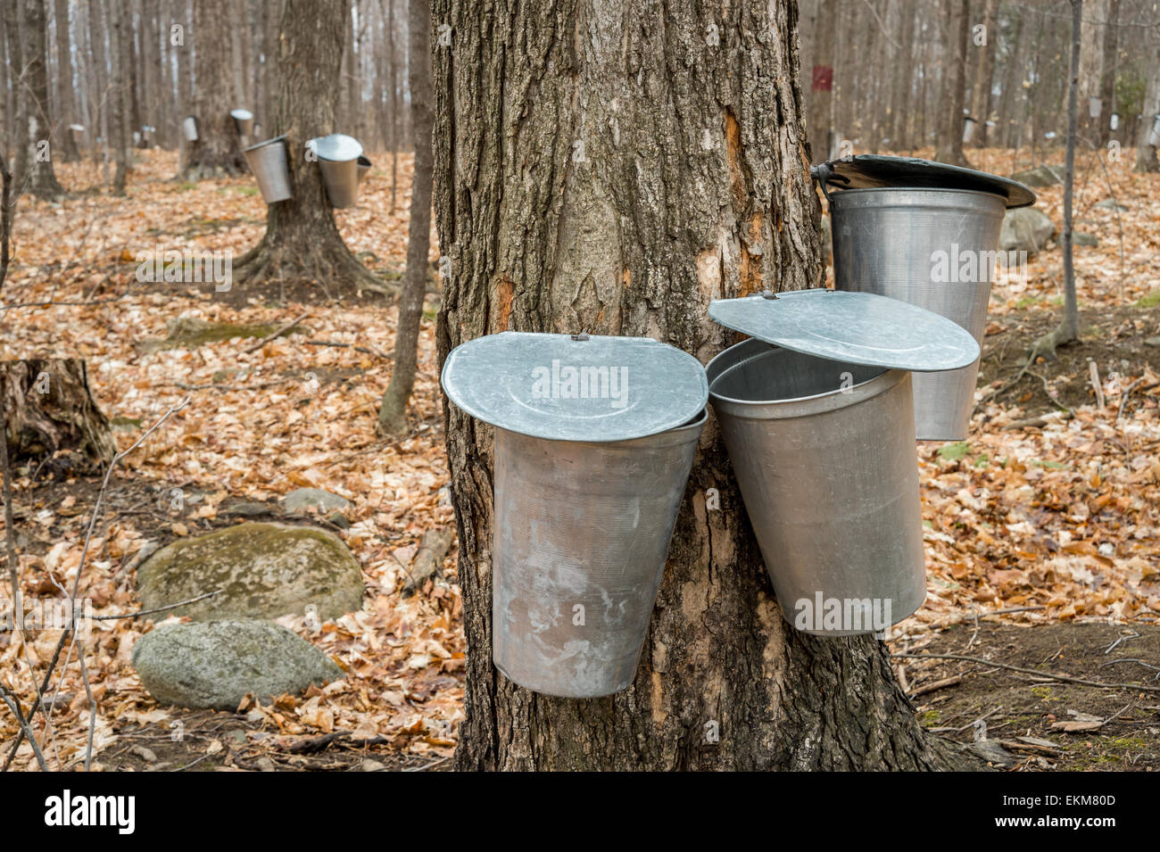 mehrere Eimer zur Erhebung der Saft der Ahornbäume, Ahornsirup in Quebec zu produzieren. Stockfoto