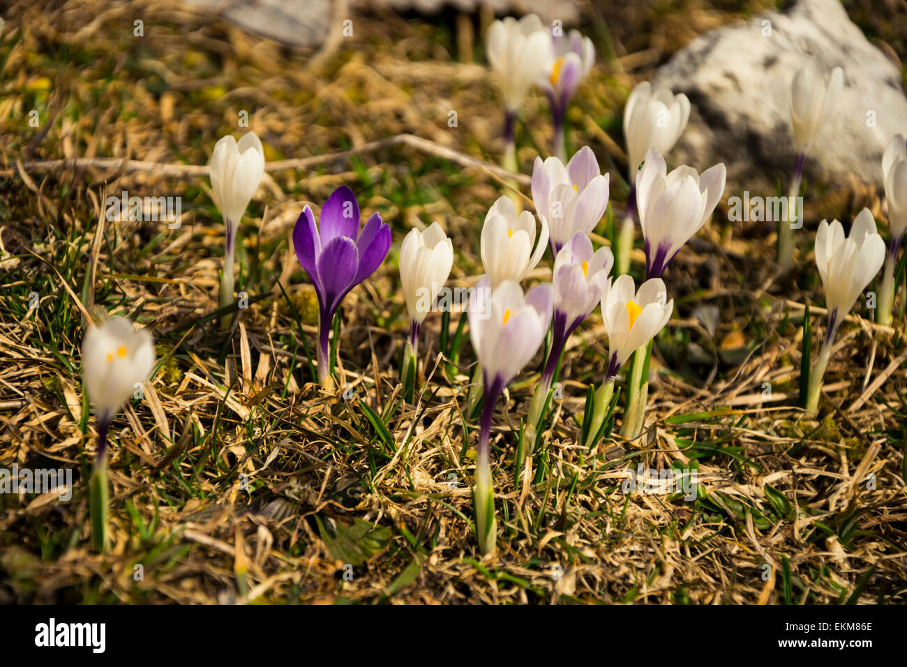 Ein lila angehende Snowdrop ist umgeben von weißen Schneeglöckchen. Stockfoto