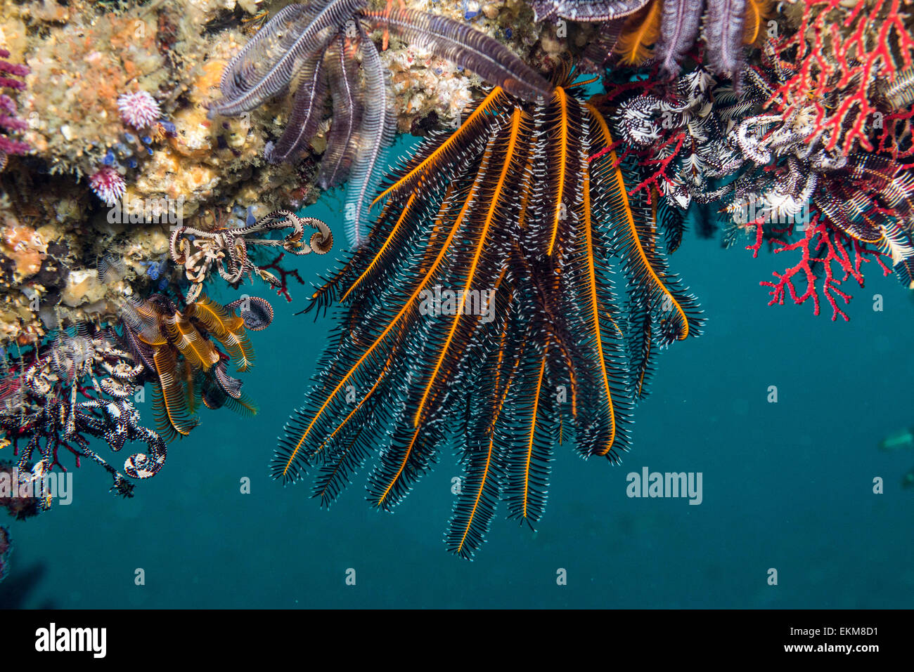 Haarsterne vom Riff Fische herabhängen. Owase, Mie, Japan. Stockfoto