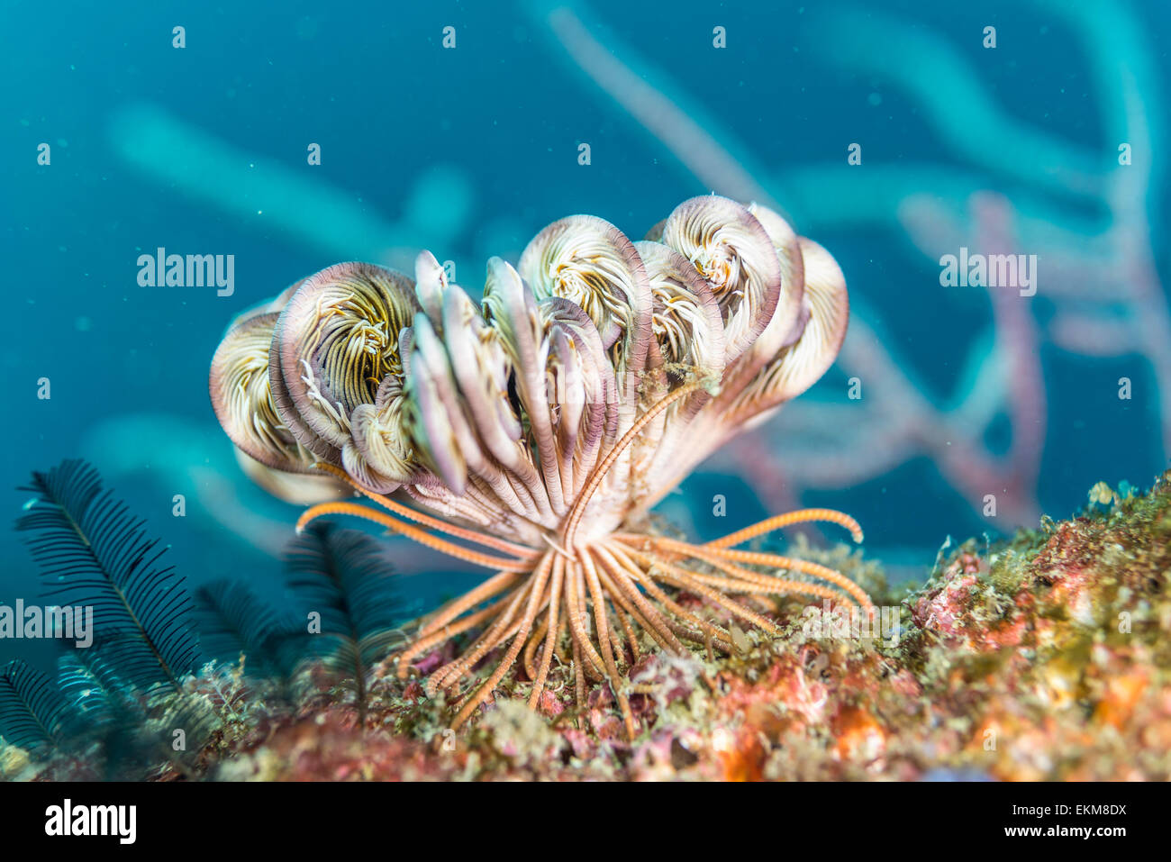 Feather Star in Owase, Mie, Japan. Stockfoto