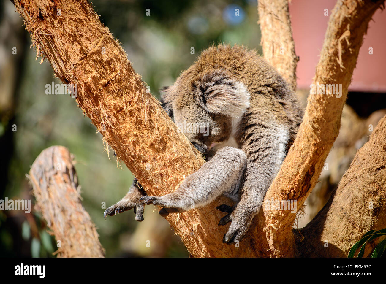 Australische Koalabär schläft auf dem Baum Stockfoto
