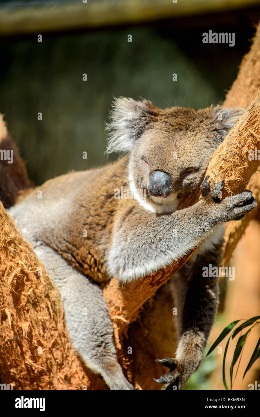 Australische Koalabär schläft auf dem Baum Stockfoto