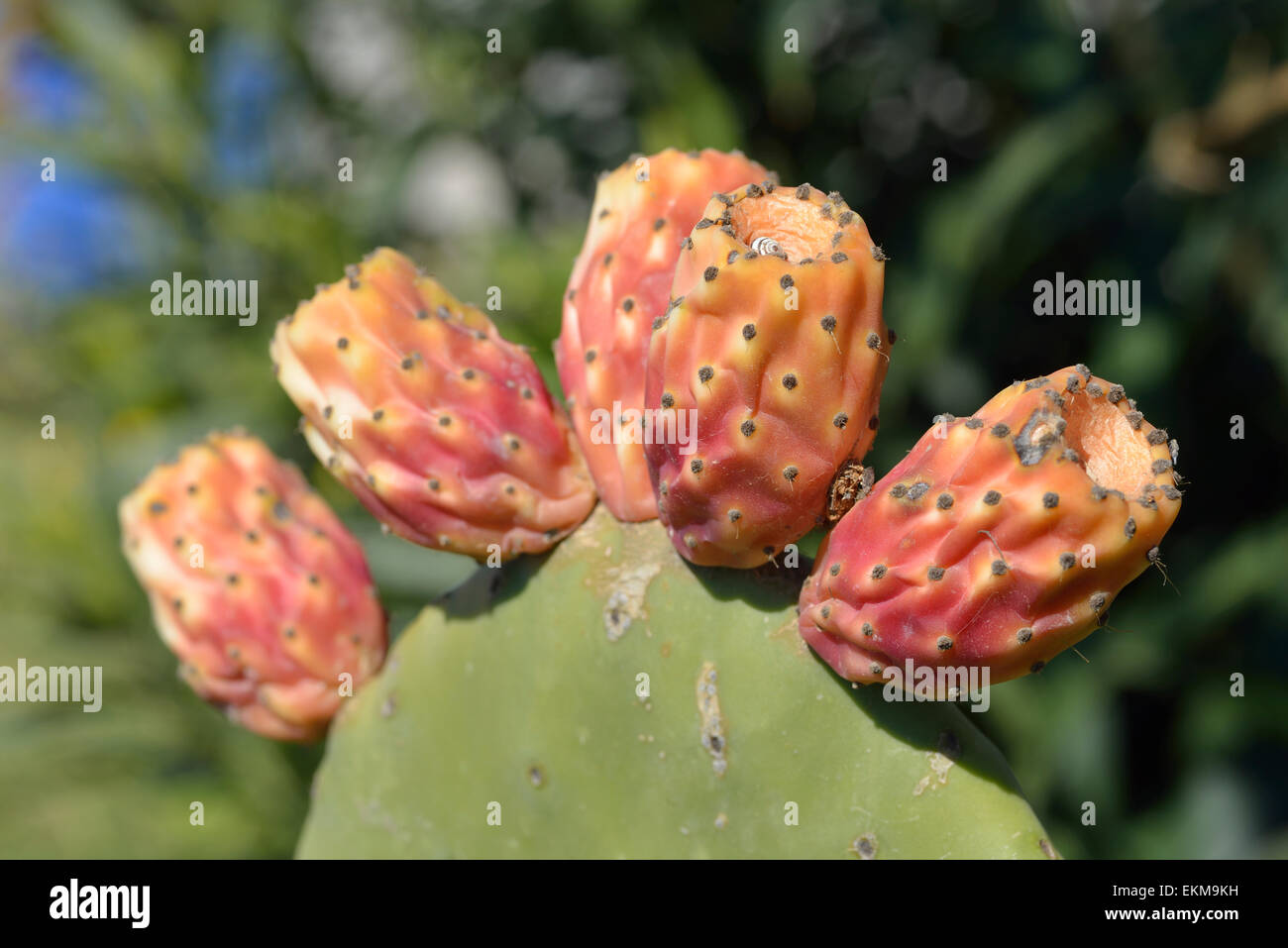 Details opuntia ficus indica Fotos und Bildmaterial in hoher