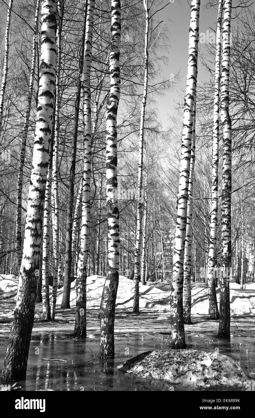Birkenhain im zeitigen Frühjahr Wasser mit Reflektionen in schwarz / weiß Stockfoto