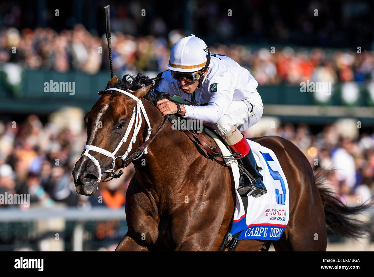 4. April 2015 - Lexington, KY, US - 3. April 2015: Carpe Diem, geritten von John Velazquez, gewinnt die Blue Grass-Einsätze am Bluegrass Stakes Tag bei Keeneland Race Course in Lexington, Kentucky. Scott Serio/CSM Stockfoto