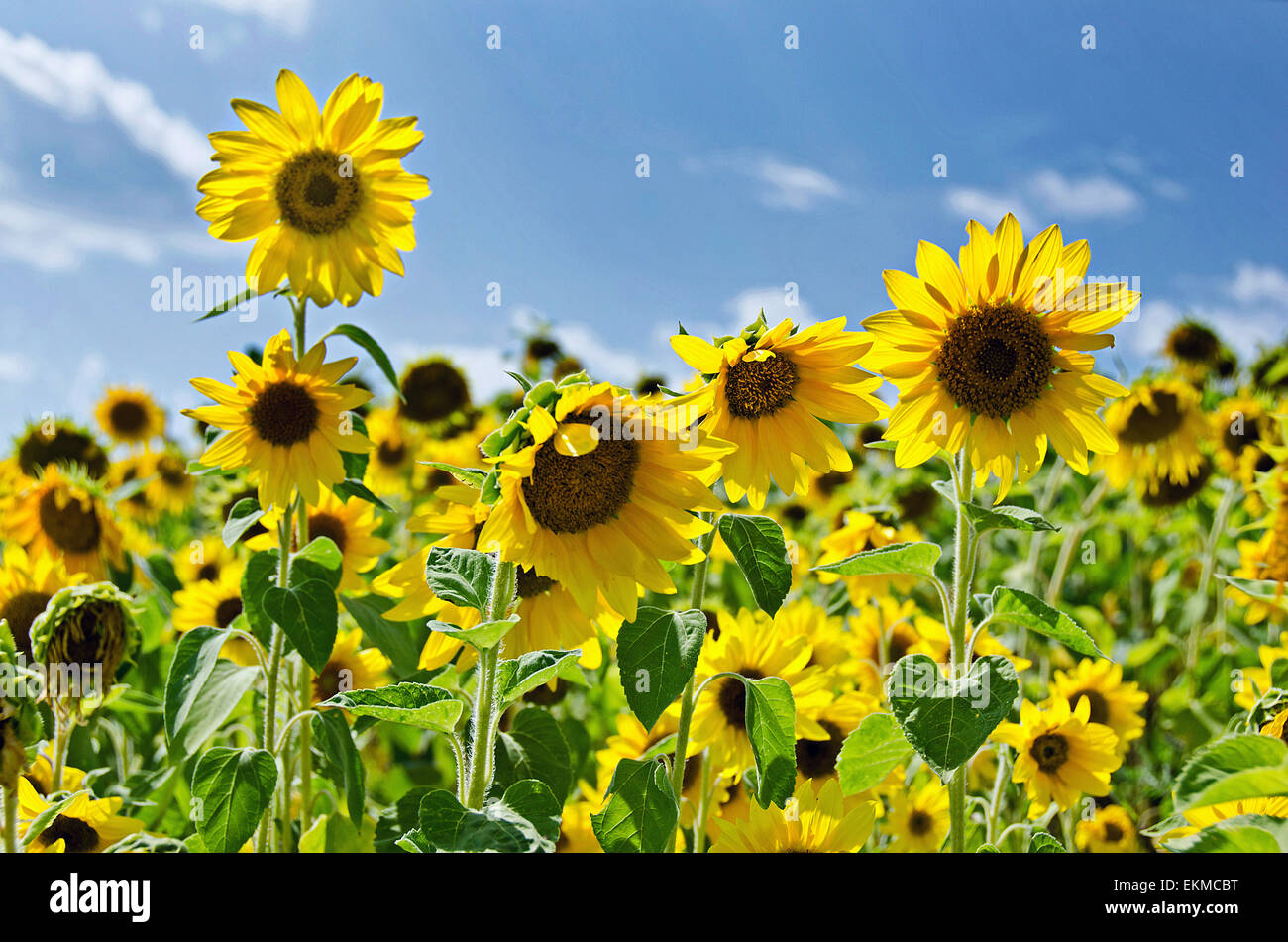 Feld von Sonnenblumen mit Sommerhimmel. Stockfoto