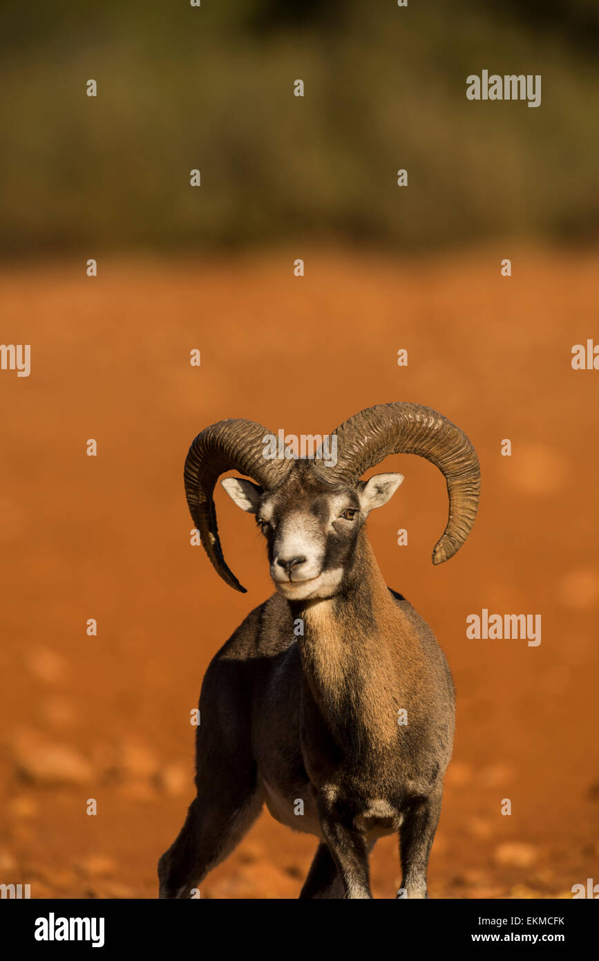 Mufflon (Ovis Musimon) Stockfoto