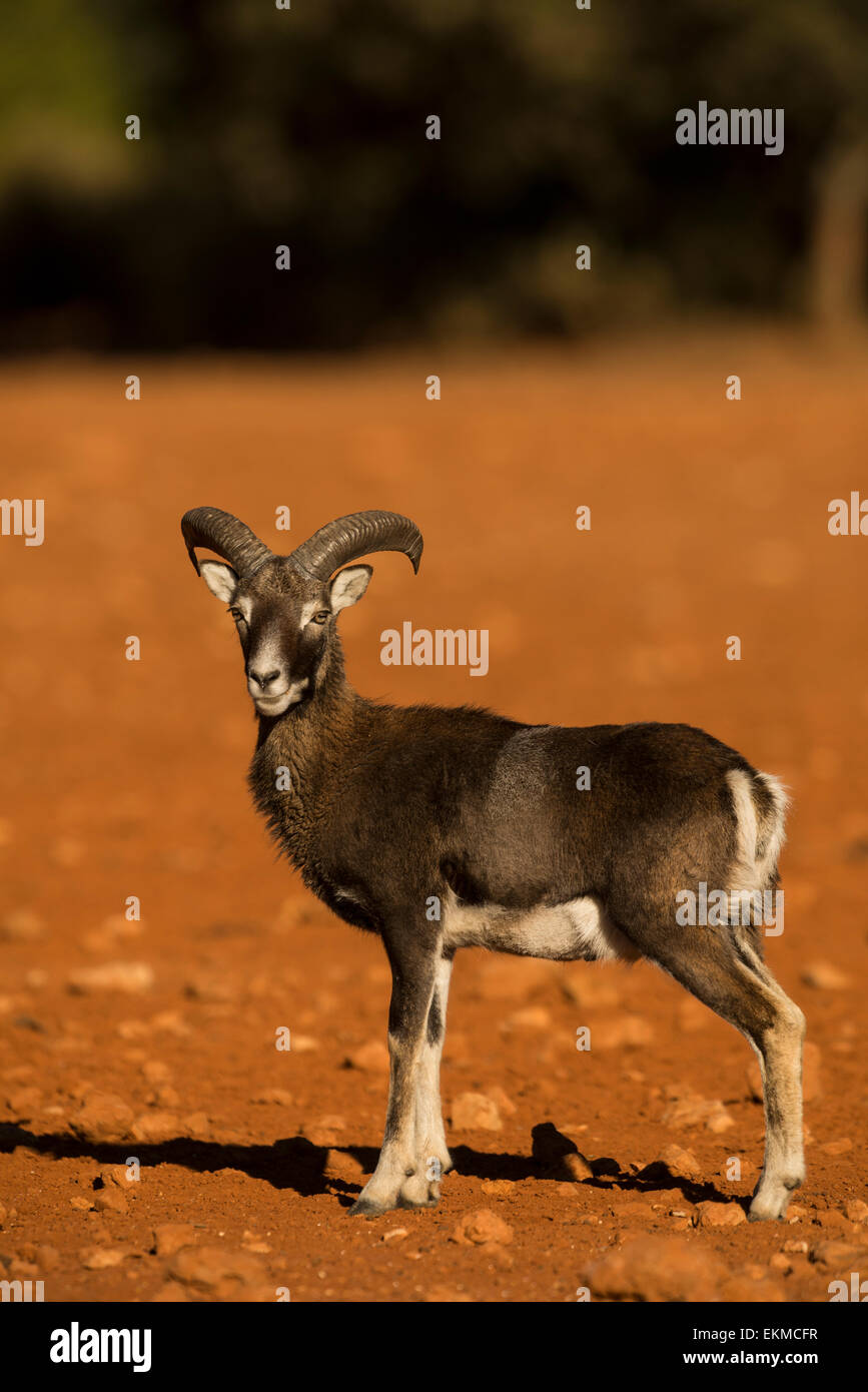 Mufflon (Ovis Musimon) Stockfoto