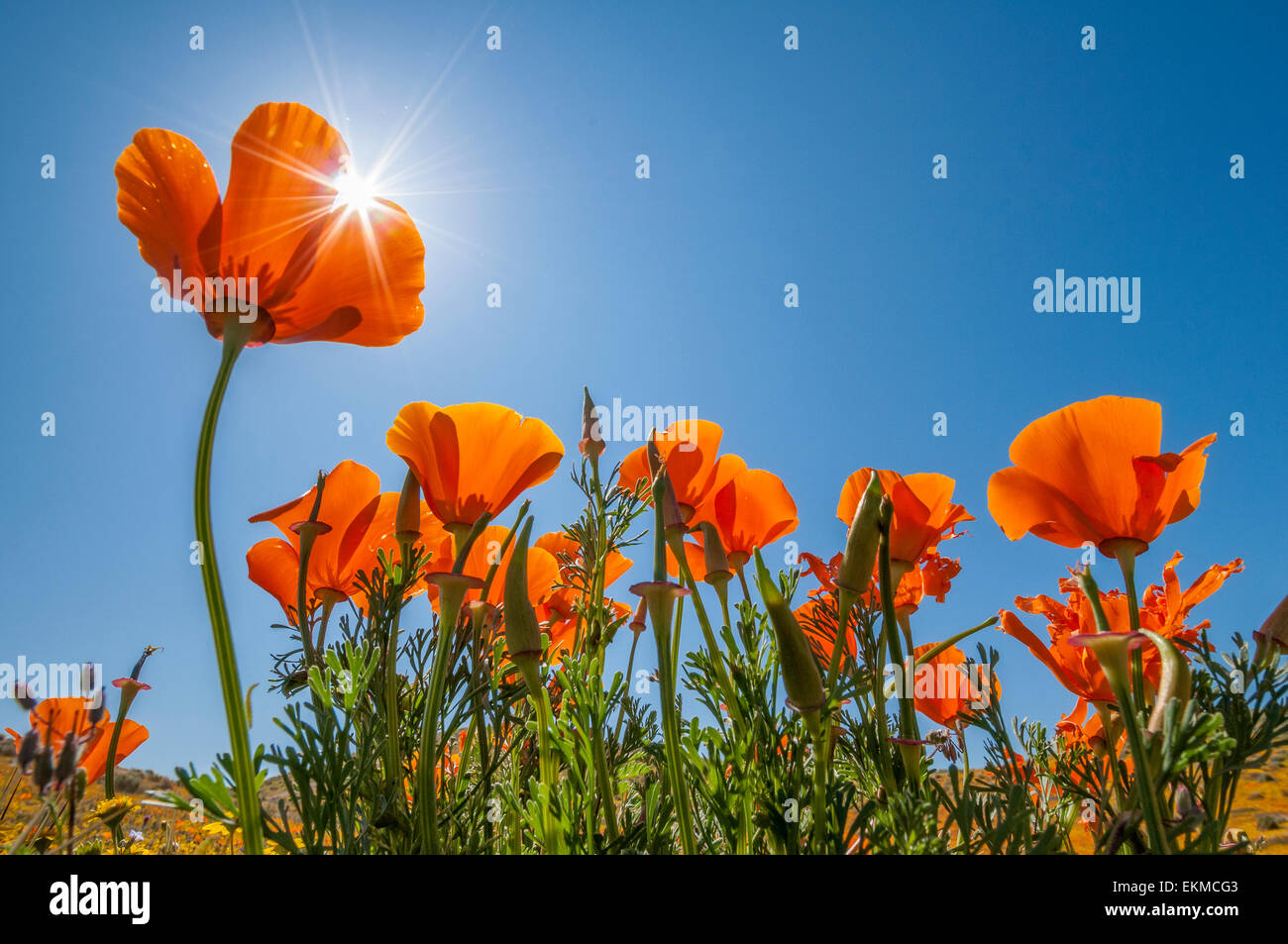 California Poppies in voller Blüte, Antelope Valley California Poppy Reserve, Mojave-Wüste, Kalifornien. Stockfoto