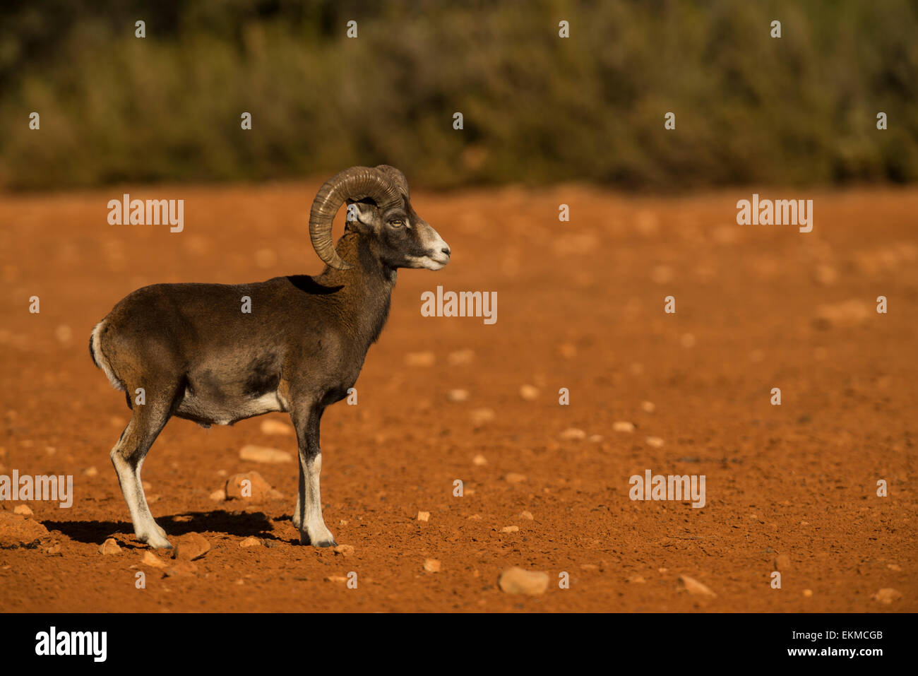 Mufflon (Ovis Musimon) Stockfoto