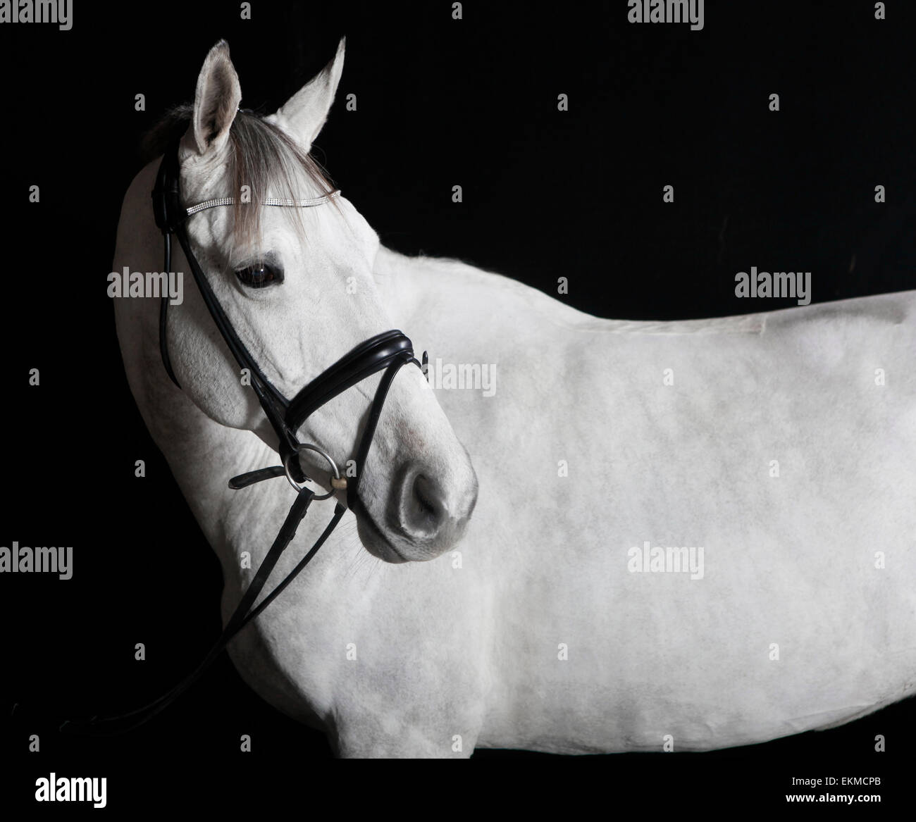 weißes Holsteiner Pferd mit Trense im studio Stockfoto