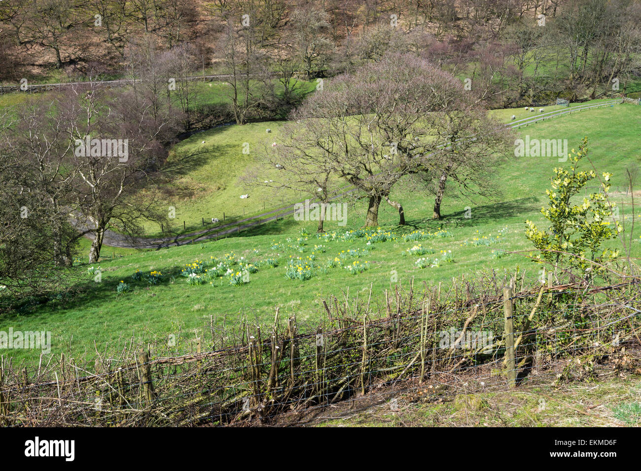 Ländliches Motiv nahe dem Dorf von Hayfield im Peak District, Derbyshire. Narzissen blühen in der Frühlingssonne. Stockfoto