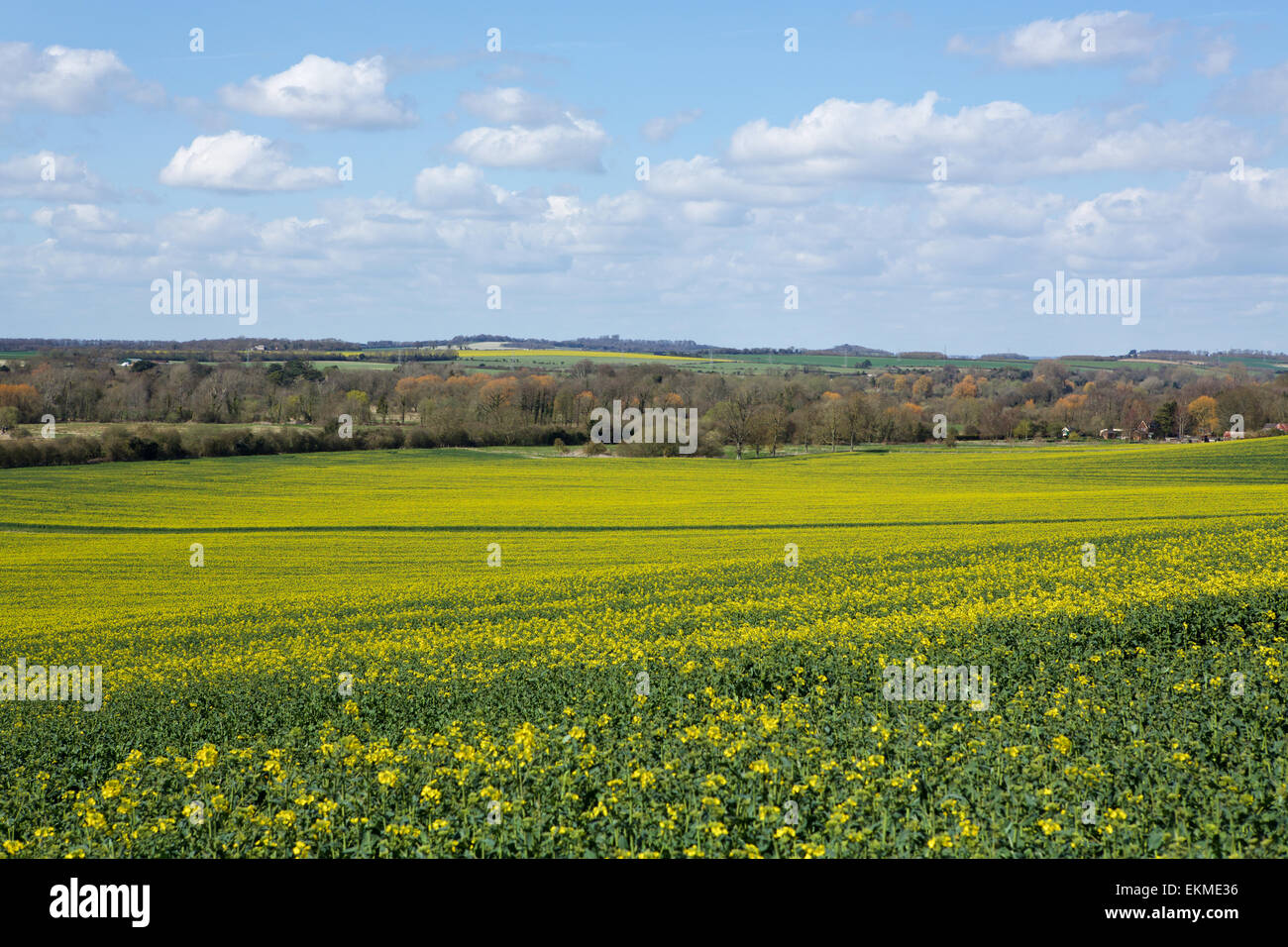 Test-Tal in der Nähe von Romsey in Hampshire. Blühender Raps am Talboden mit grünen Wiesen und Wäldern jenseits. Stockfoto