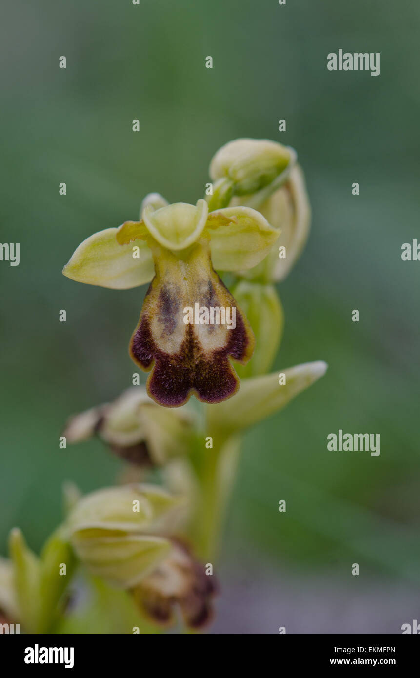 Düstere Bee-Orchidee, Ophrys Fusca, SSP. Bilunulata. Andalusien, Spanien. Stockfoto